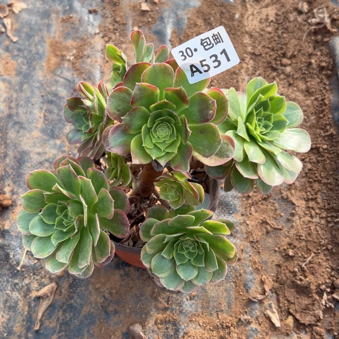 531 多肉法师不包侧枝