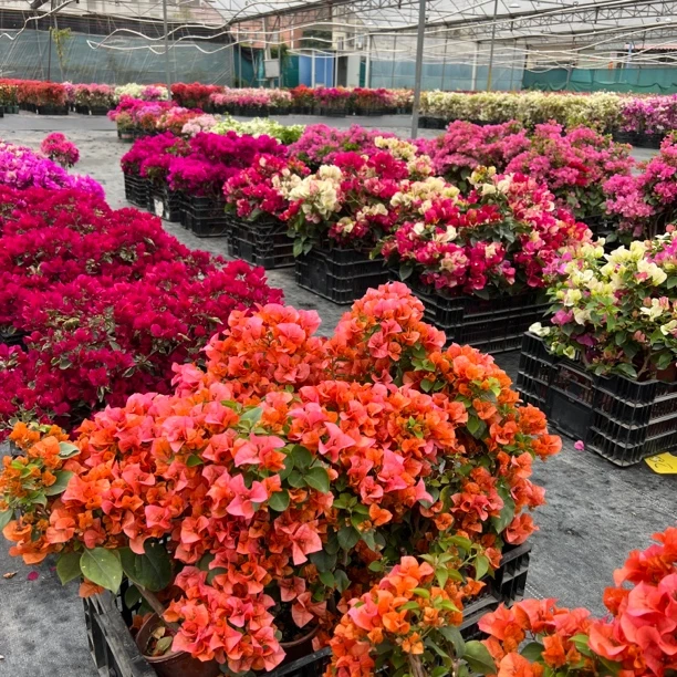 三角梅一物一拍 黄色牌-K区（K1—K100）