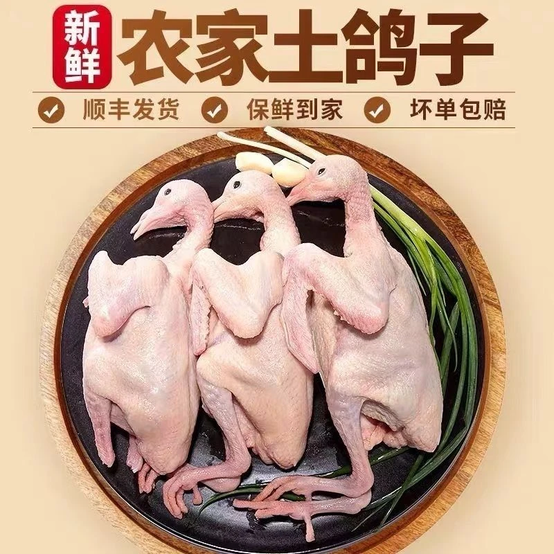 鲜宰鲜发净膛营养丰富原粮饲养乳鸽鸽子肉