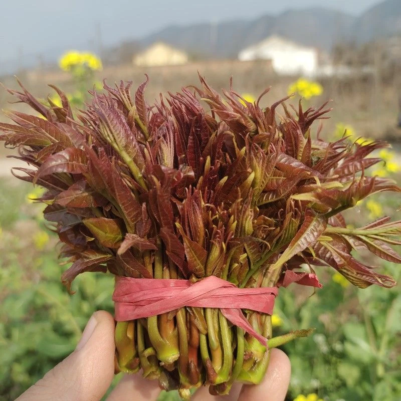【顺丰包邮香椿】香椿芽春菜春芽春天野菜新鲜采摘