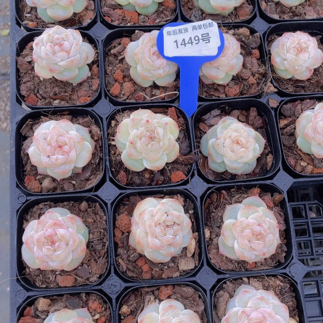 1449号水晶优选粉钻单头一个