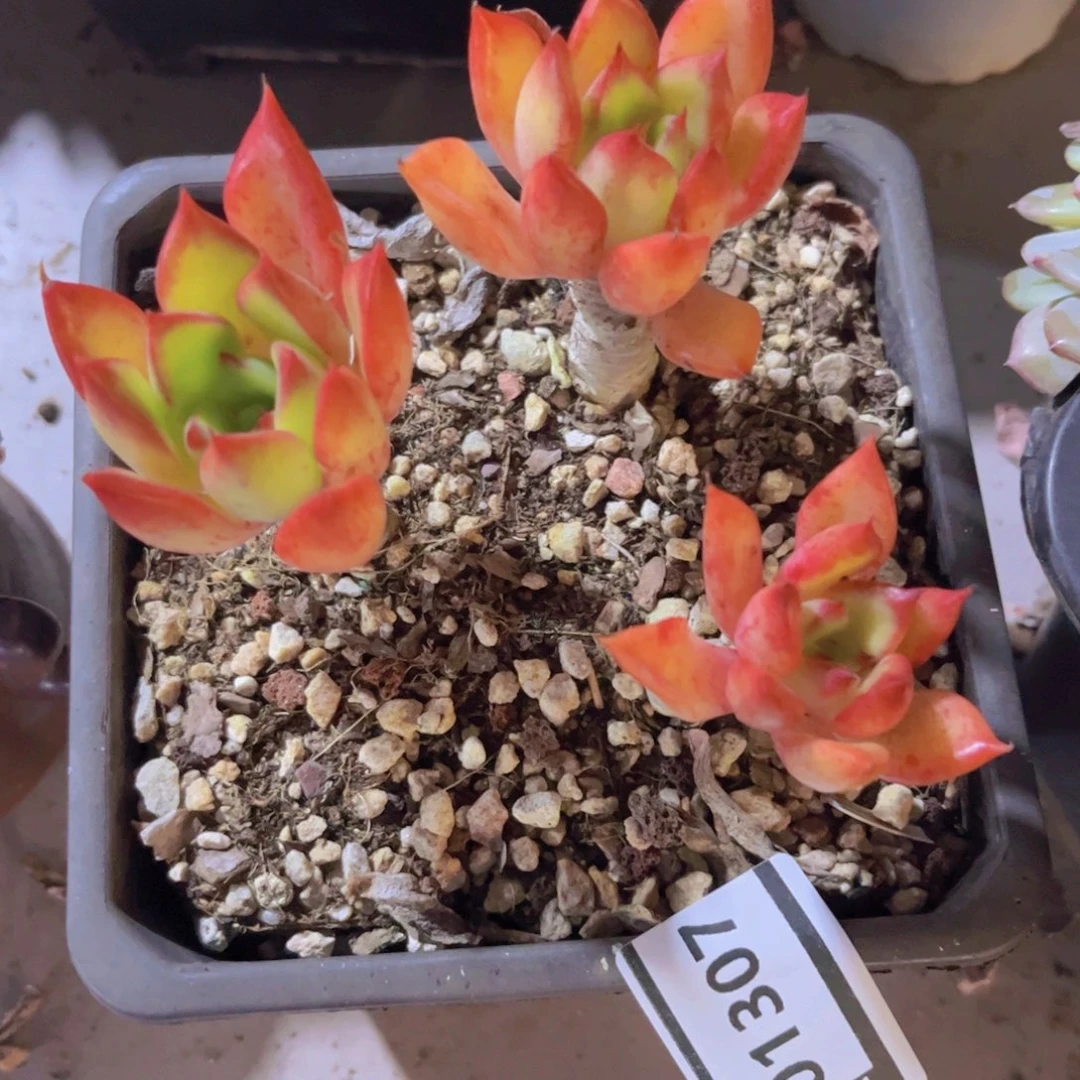 罗杰安娜01307多肉植物