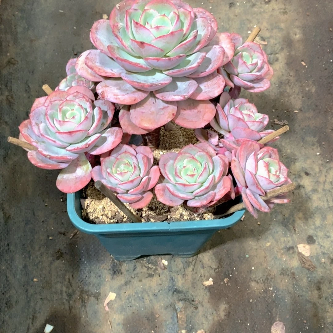 天****瑶池仙子多肉植物老桩