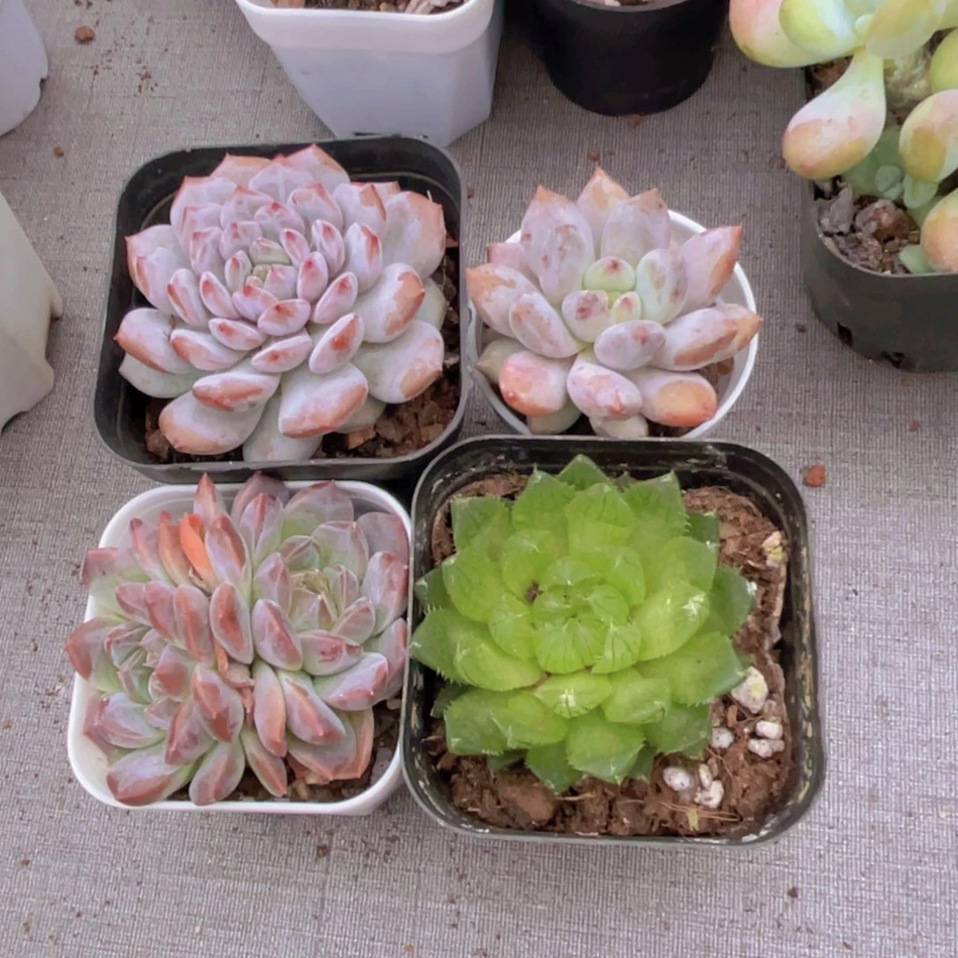 蚝**斑星星橙 半夏 红琥珀 樱水晶
