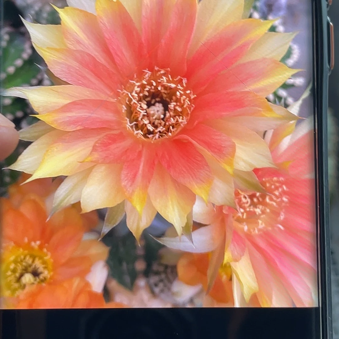 彩金刚侧芽 歪 满20包邮高6公分
