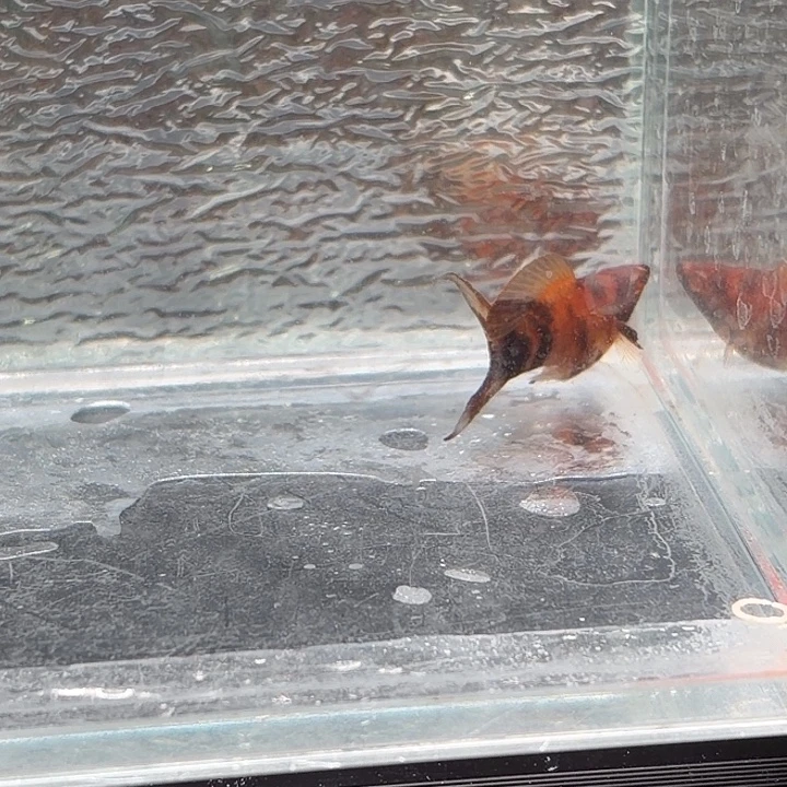 孔雀鱼玛丽鱼一条可可公