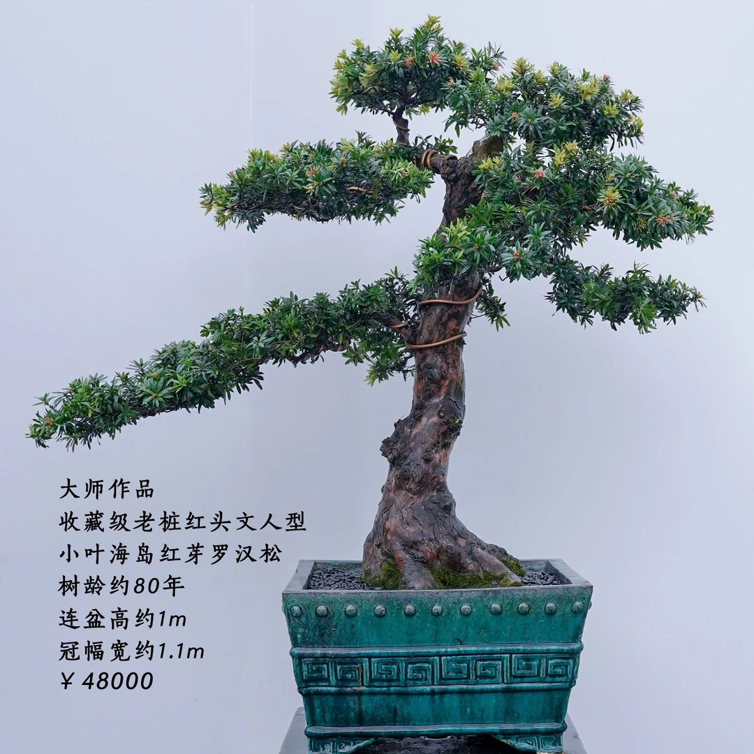 精品罗汉松盆景08
