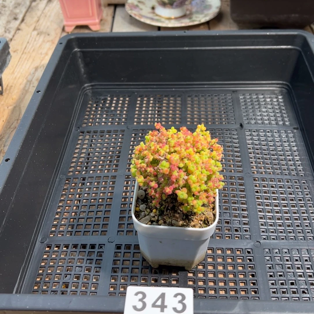 来***。枝干番杏多肉植物343