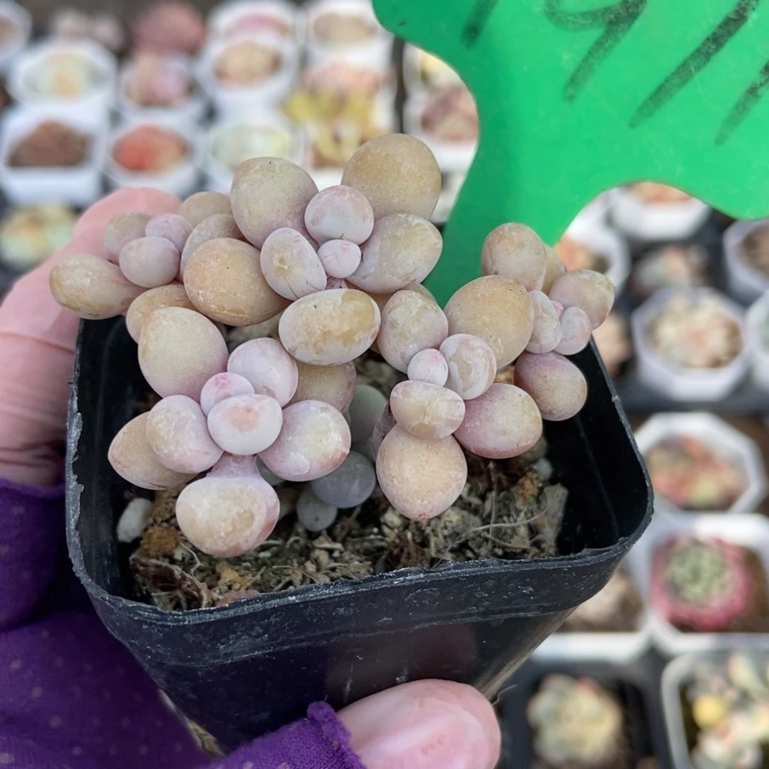 1911桃蛋多肉植物