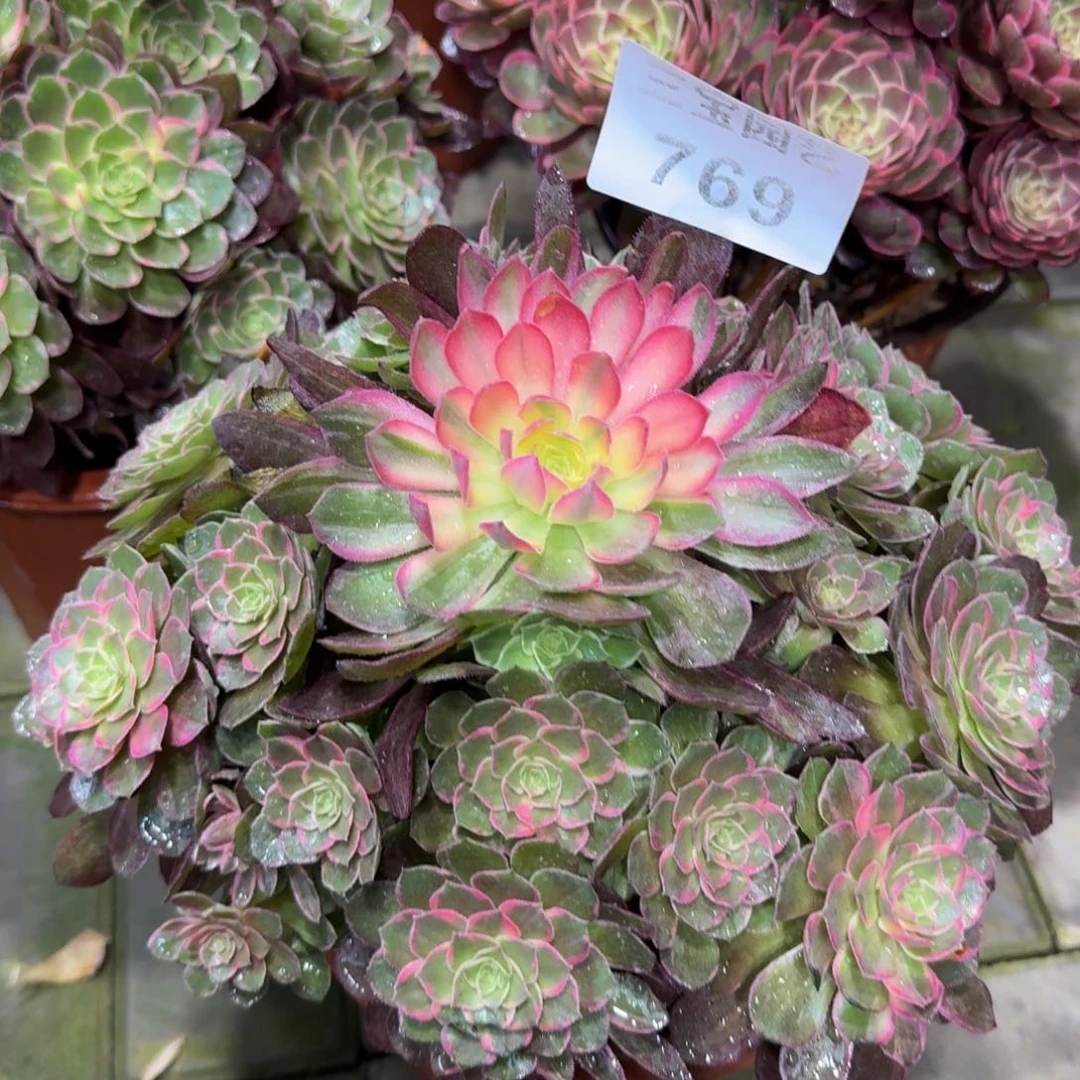 多肉植物769万花筒