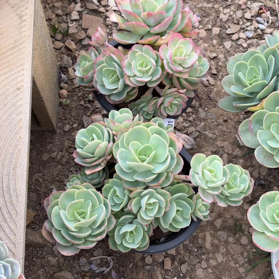 p****o同温层多肉骑兵231两颗