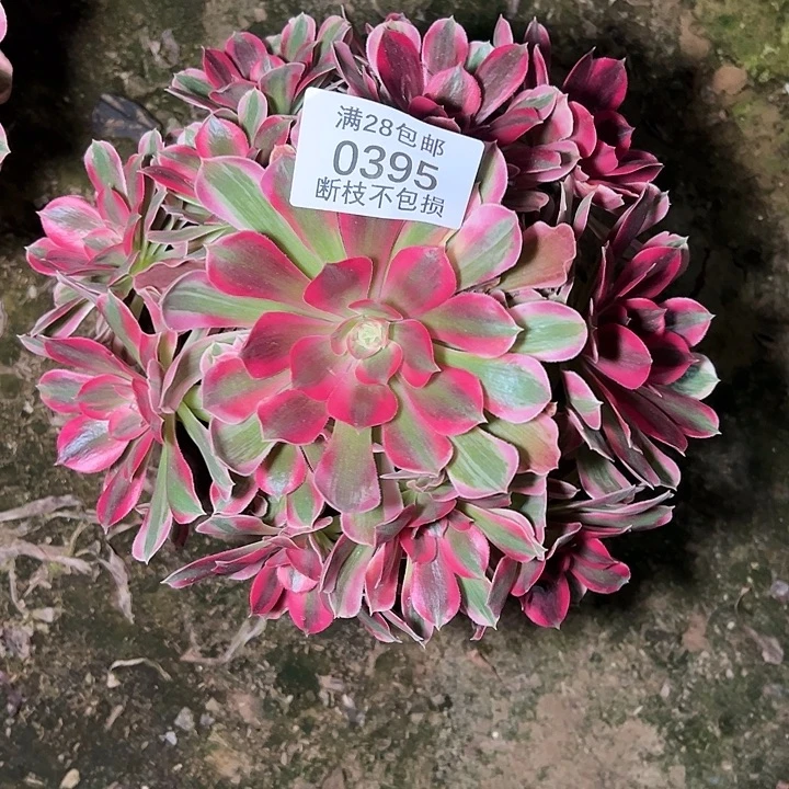 0395七彩石多肉植物