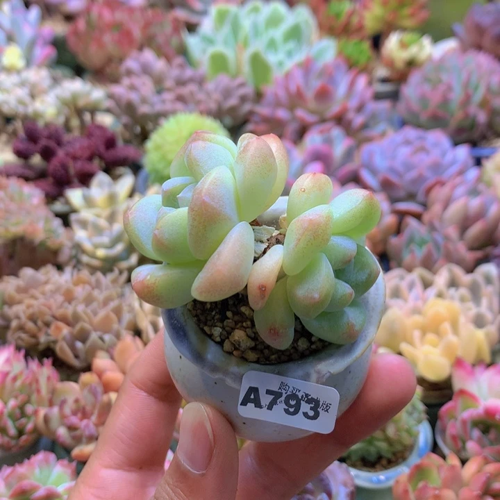 一物一拍含盆土满38包邮A793