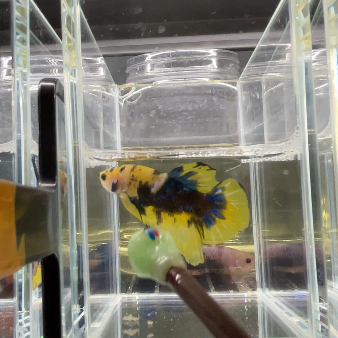 斗鱼12.2 黄糖将军 088