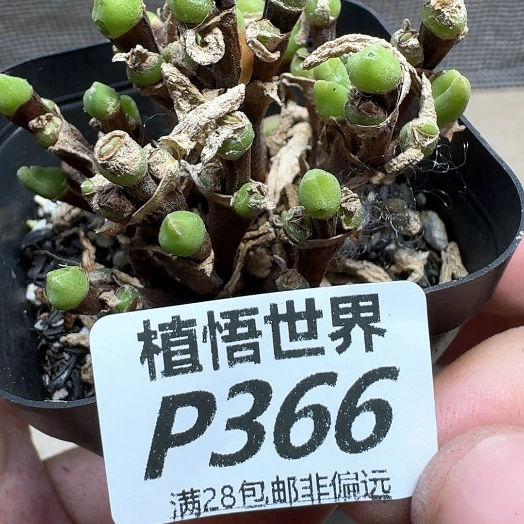多肉植物的润泽的多