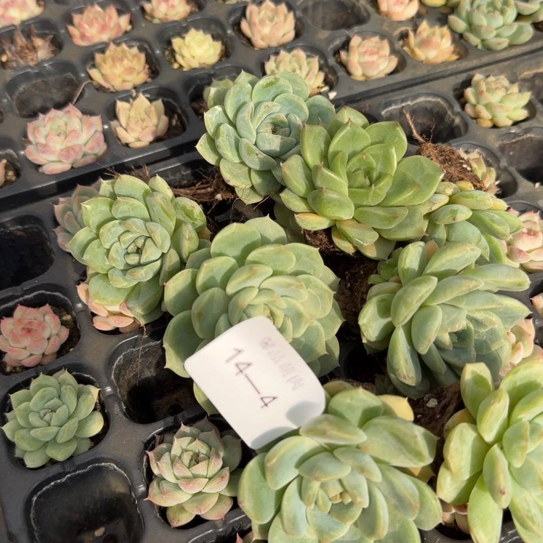 14-4粉色糖心绿菜二十颗量拍侧门右一