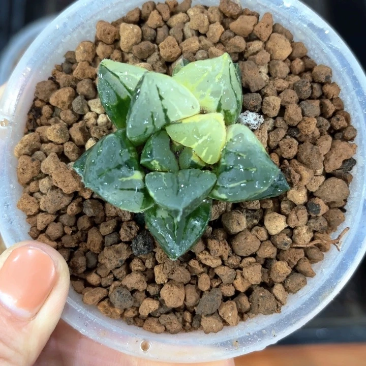 莫尼卡锦多肉植物