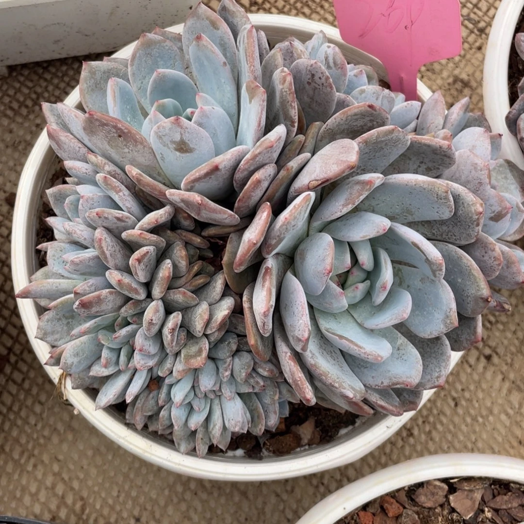 269号星影群生多头