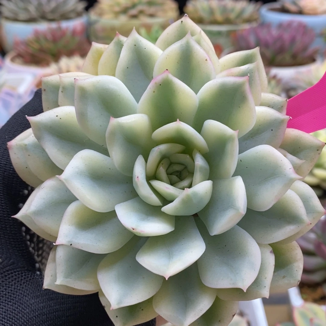 676月亮仙子锦锦锦锦锦