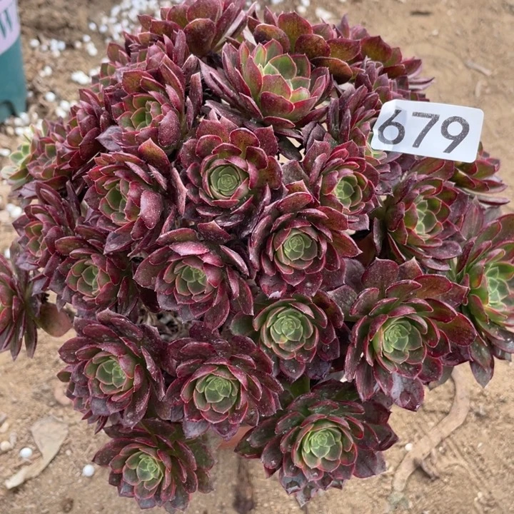 679多肉植物万黄