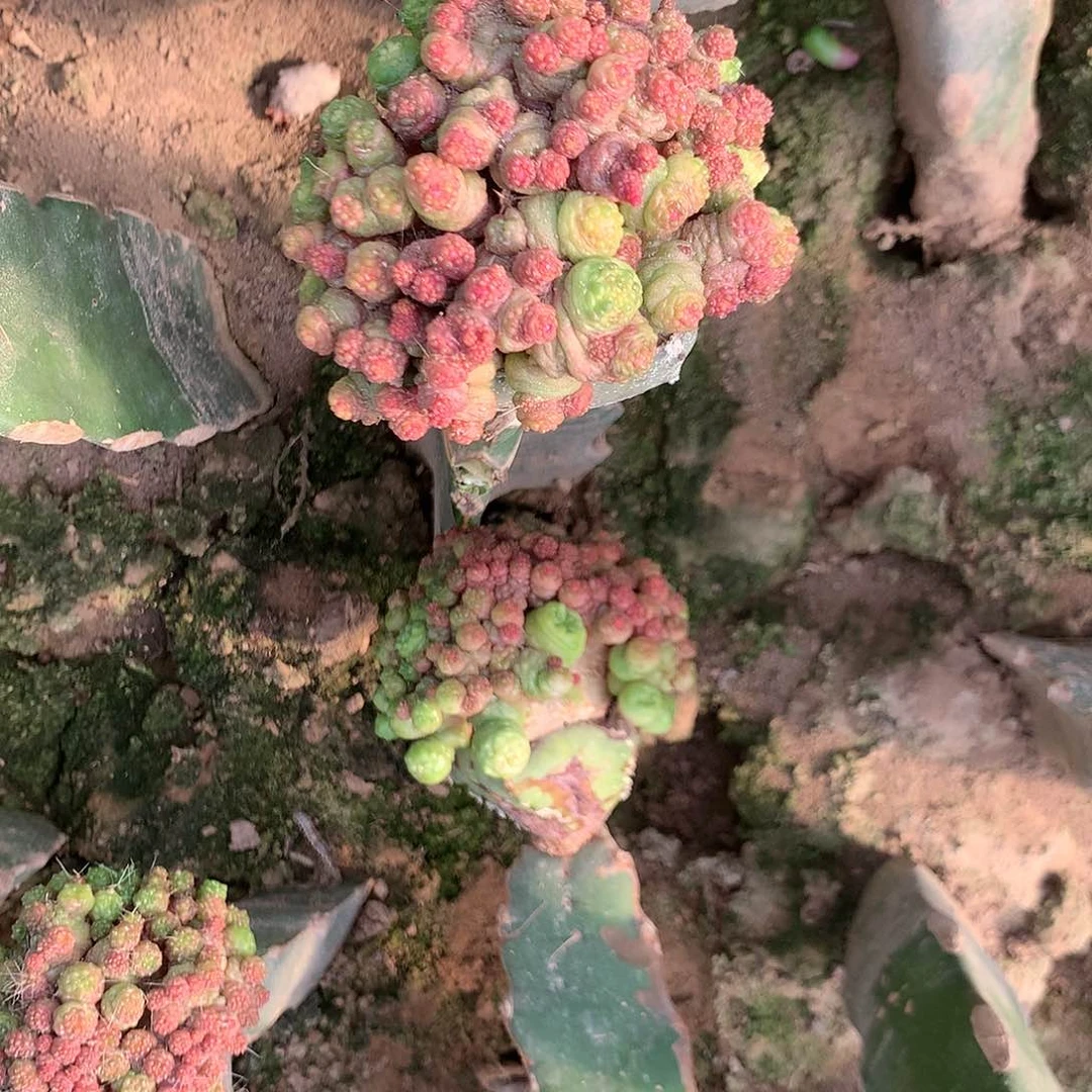 【闪购商品】心**爱两一点红