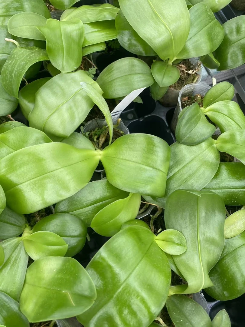 【开车】1.7寸蝴蝶兰