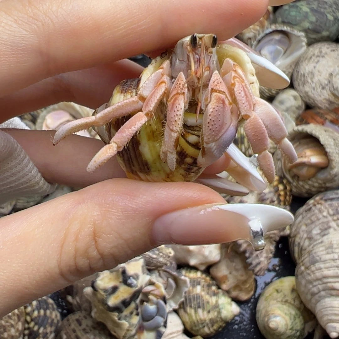 福利小粉灰白（1.7口）