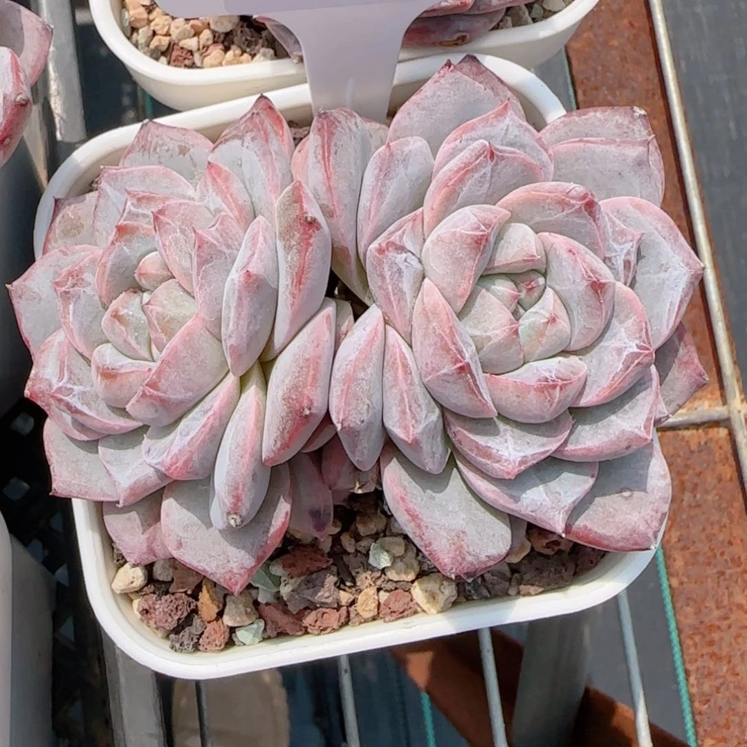 所****?多肉植物0755！mmmmm