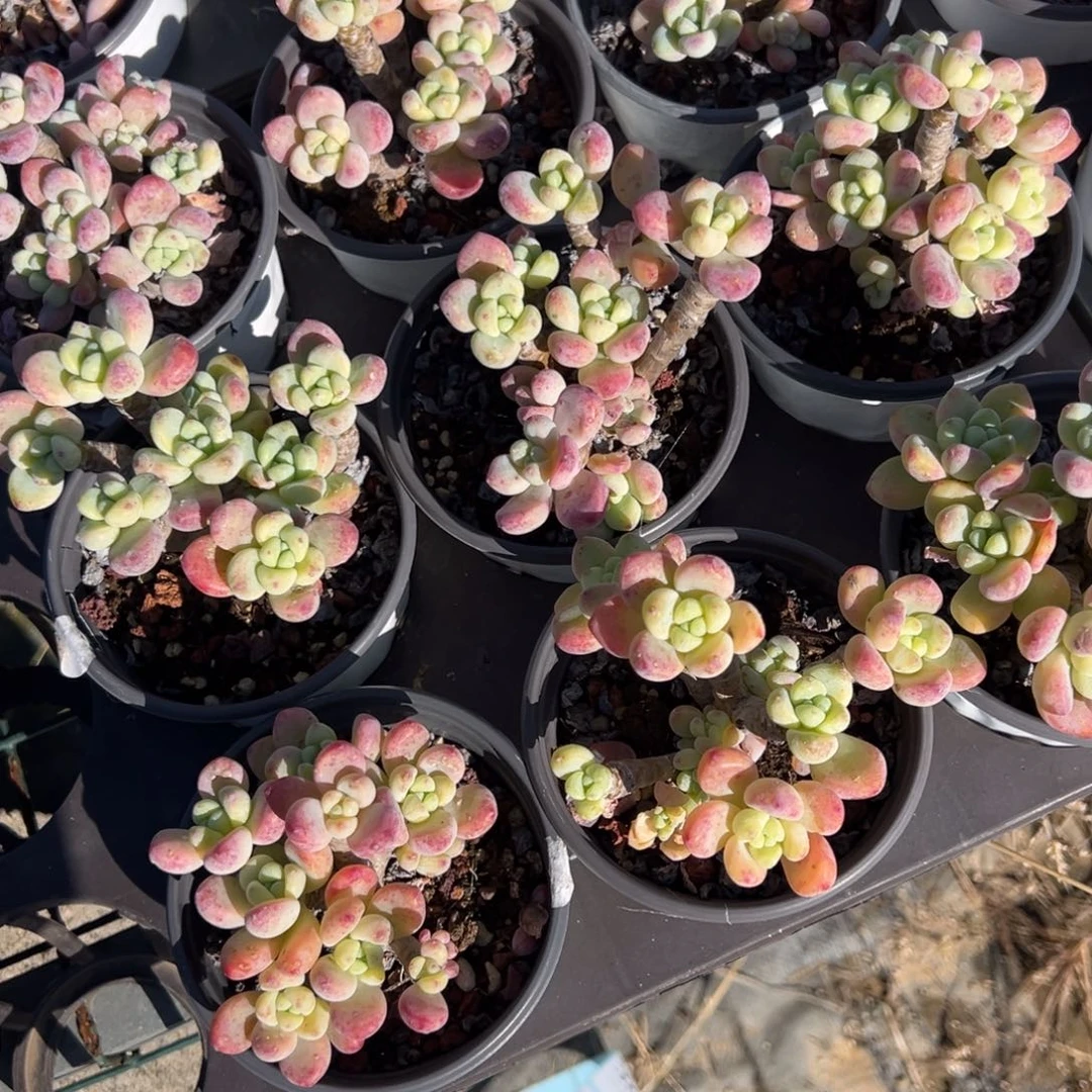 劳尔群 到手1颗 量拍多肉