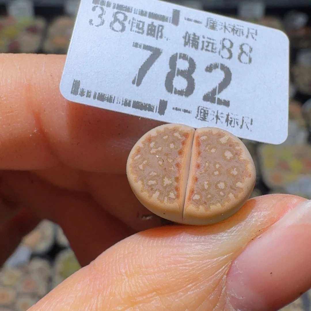 @***^Sss便宜了便宜了782