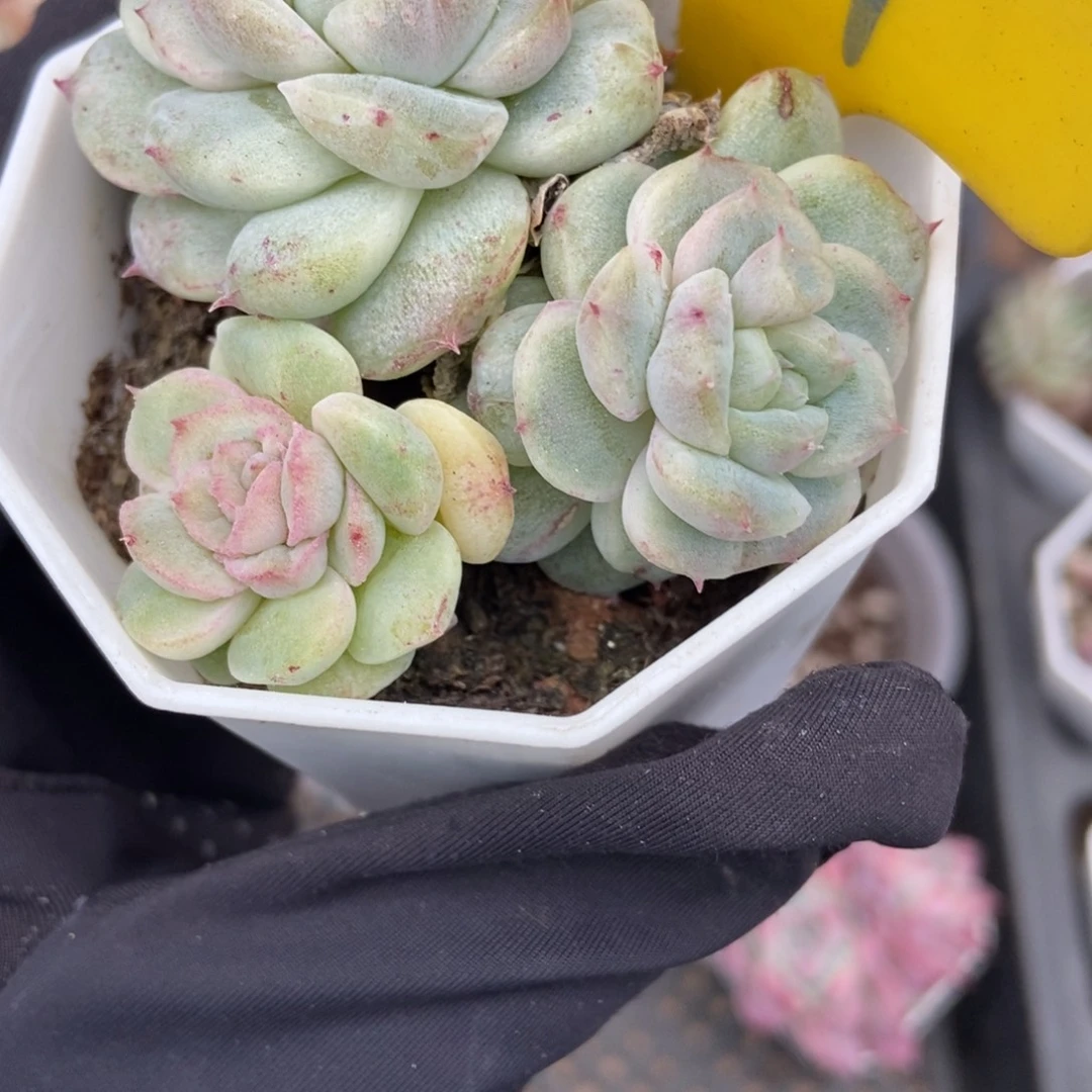 871甜心石化多肉植物