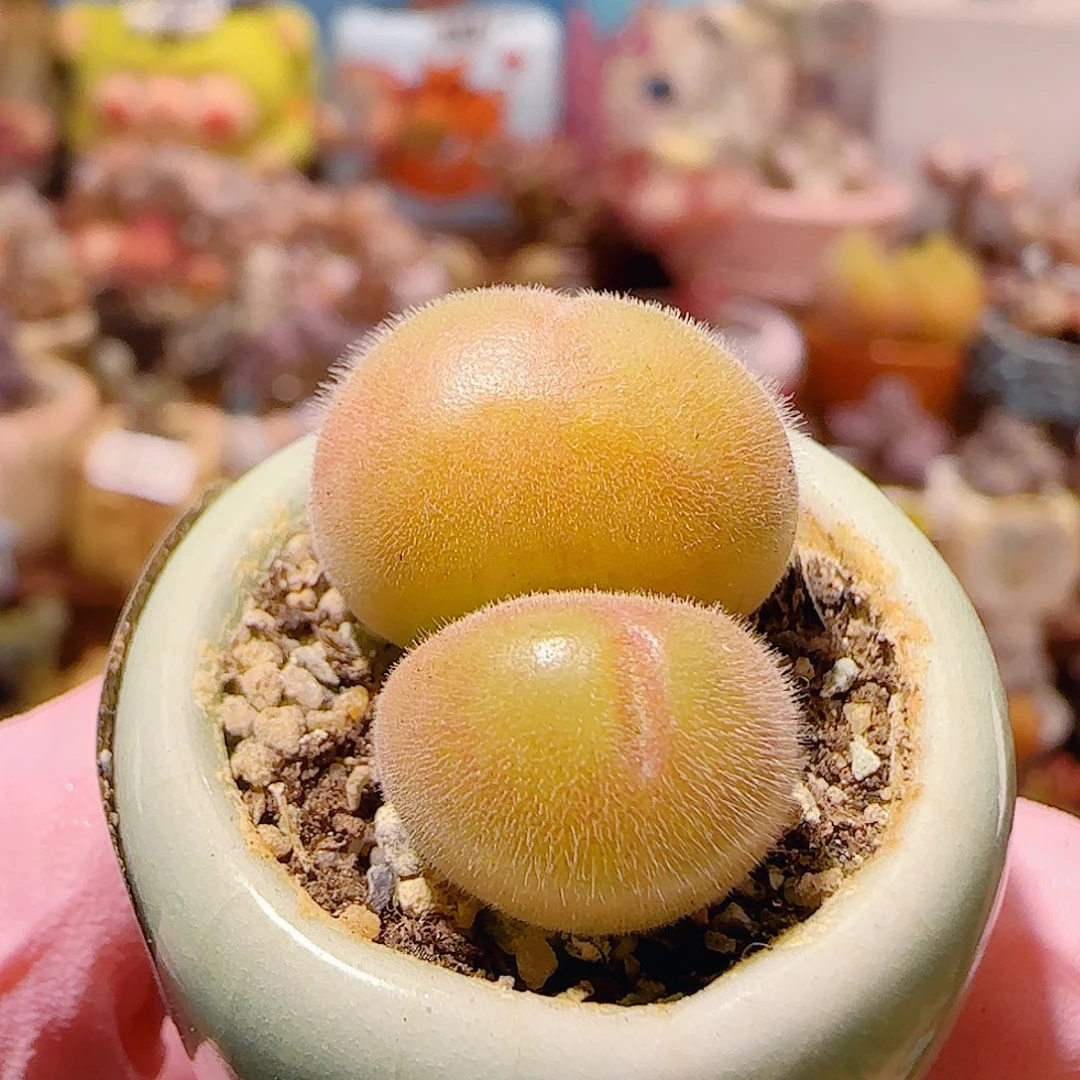 T可爱小毛翠盆口2cm