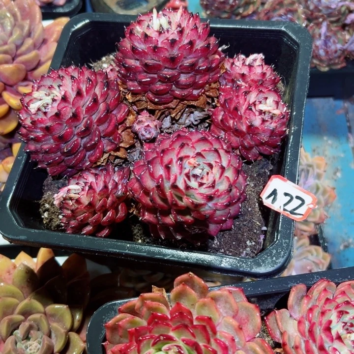 燕**2精品多肉植物老桩