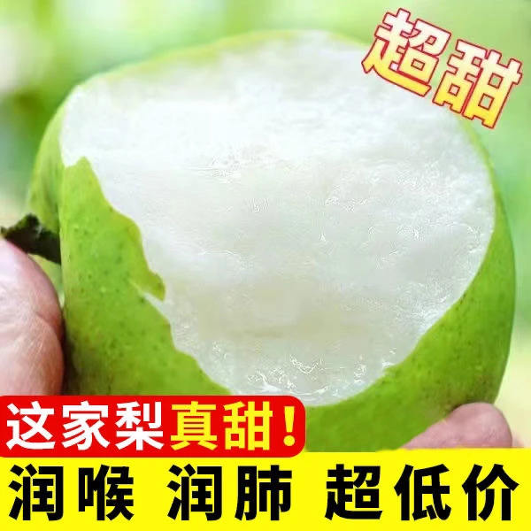 正宗青梨砀山皇冠梨5斤9斤爆甜无渣新鲜水果梨子砀山梨甘甜爽口汁