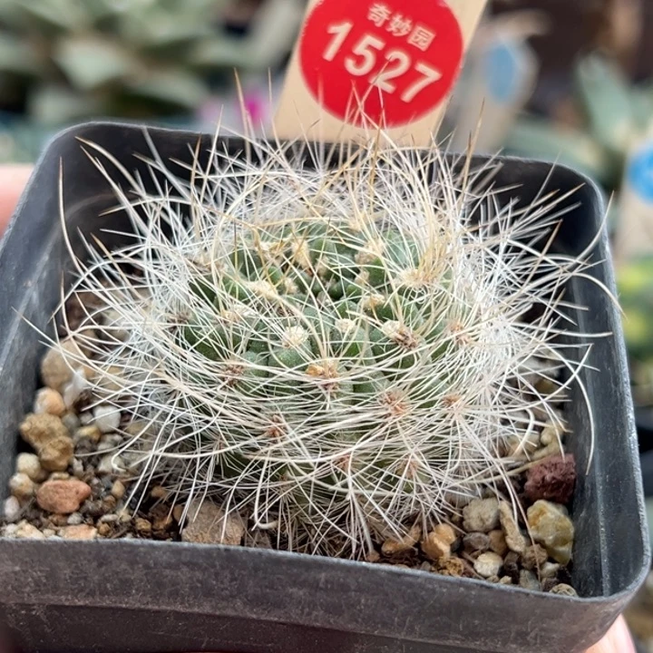 实生狂刺银翁玉一棵