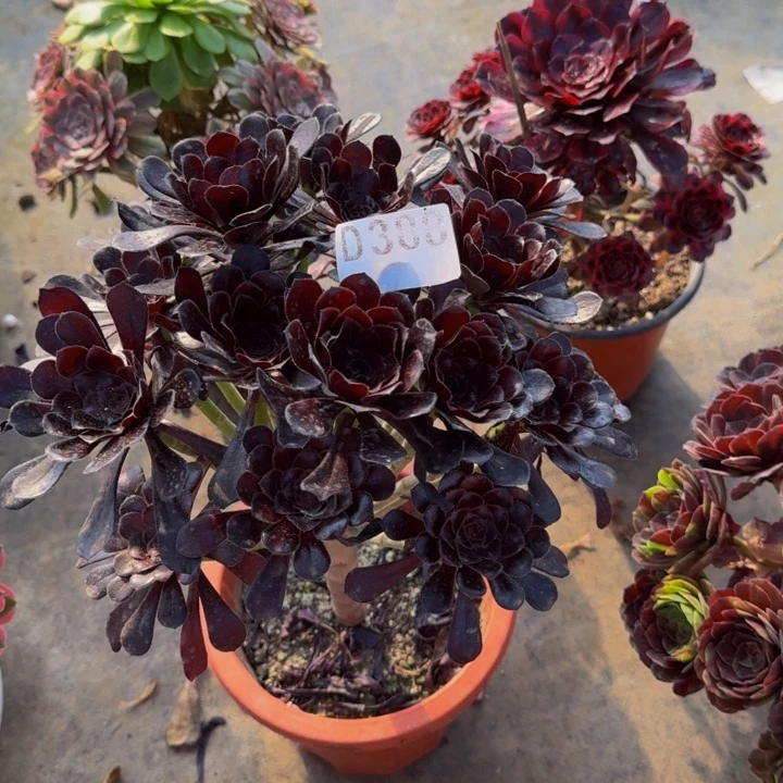 00000000000388墨法