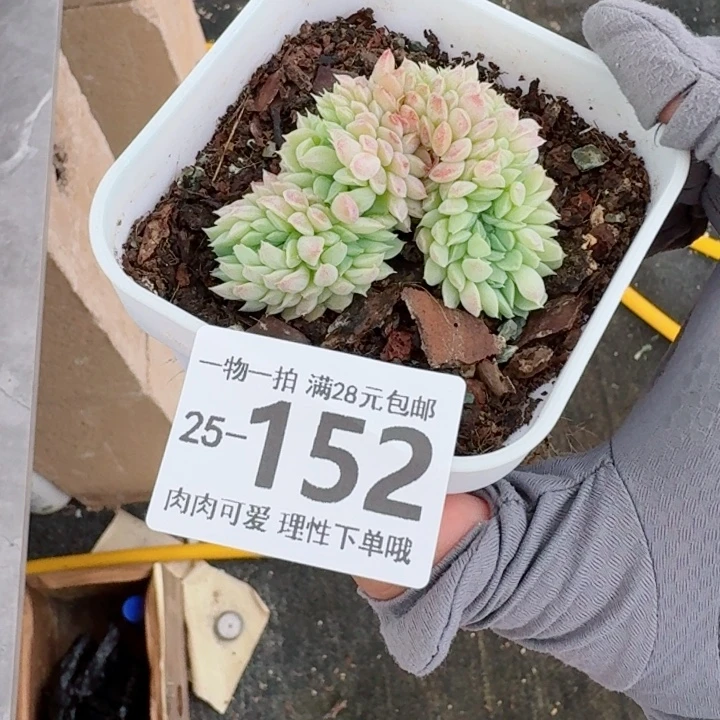 羊脂球缀化多多肉植物多肉植物