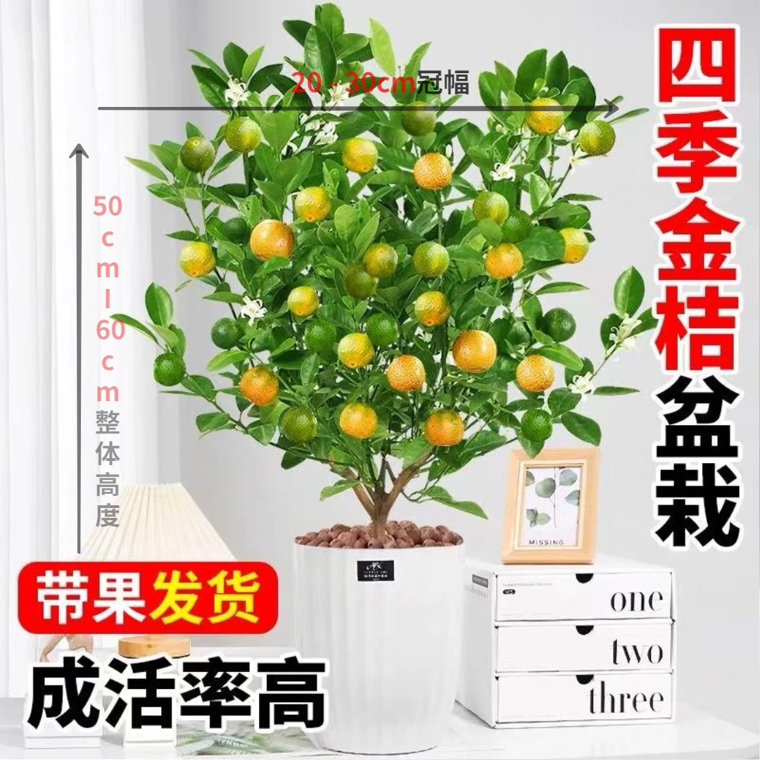 【带红色福盆】四季金桔树苗盆栽带果 室内盆栽 南北方可种植