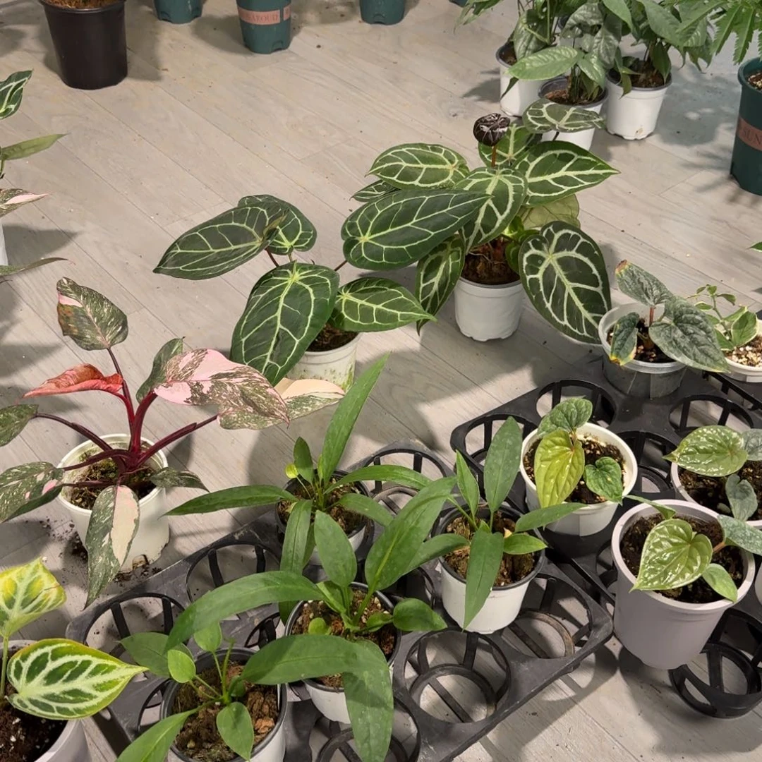 完全开放维塔领带花烛直播炸福利