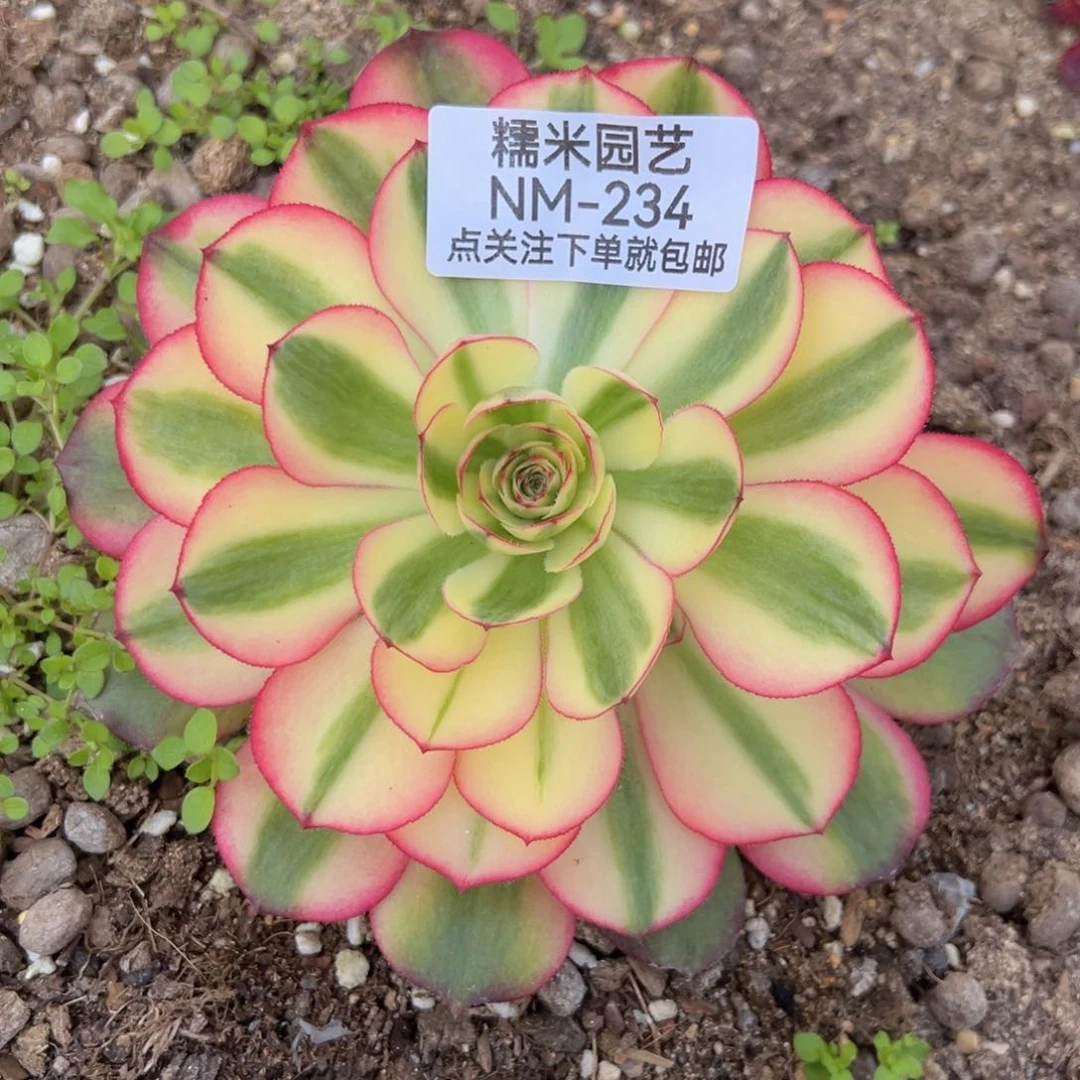 荔枝多肉植物234