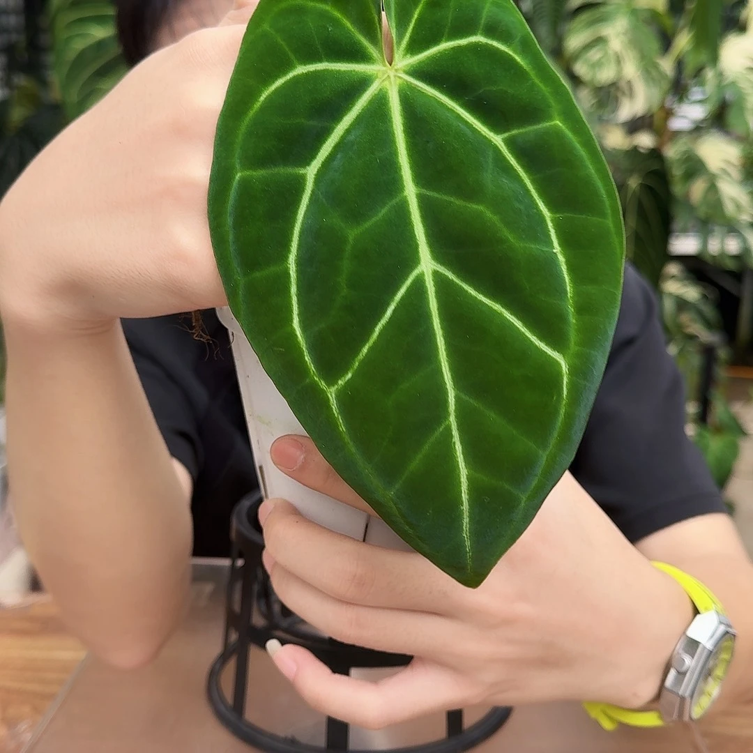 完全开放I186南美绿丝绒杂粗脉水晶