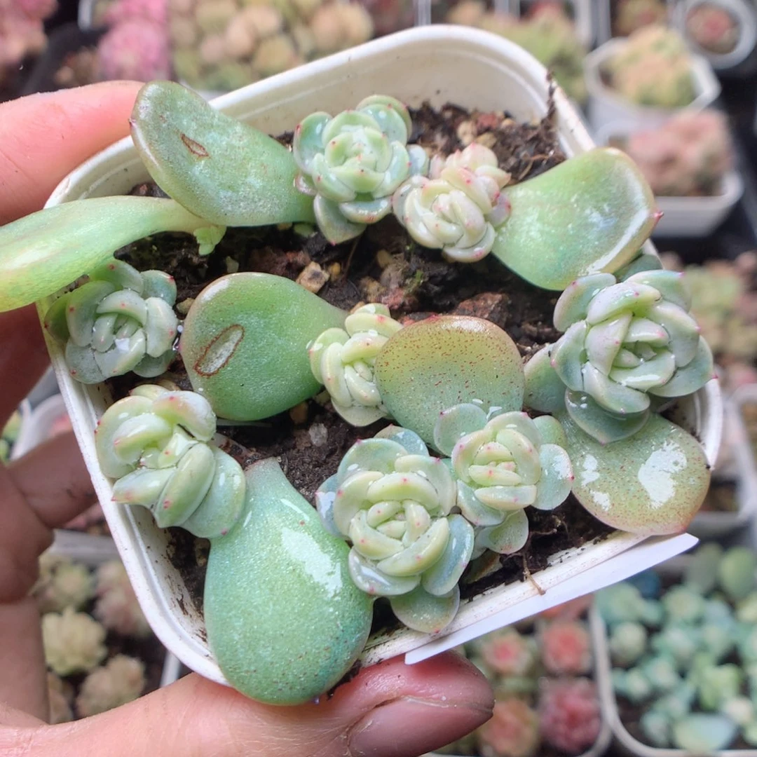 无花朵Q23。飘纸甜心yyyy