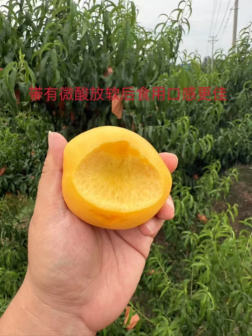 【京东】 山东蒙阴中油4号  4.5斤  口感清甜， 果子会带有微酸