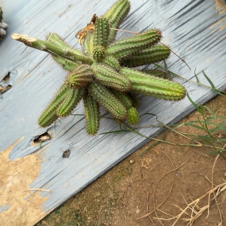 白檀仙人掌群生一群440