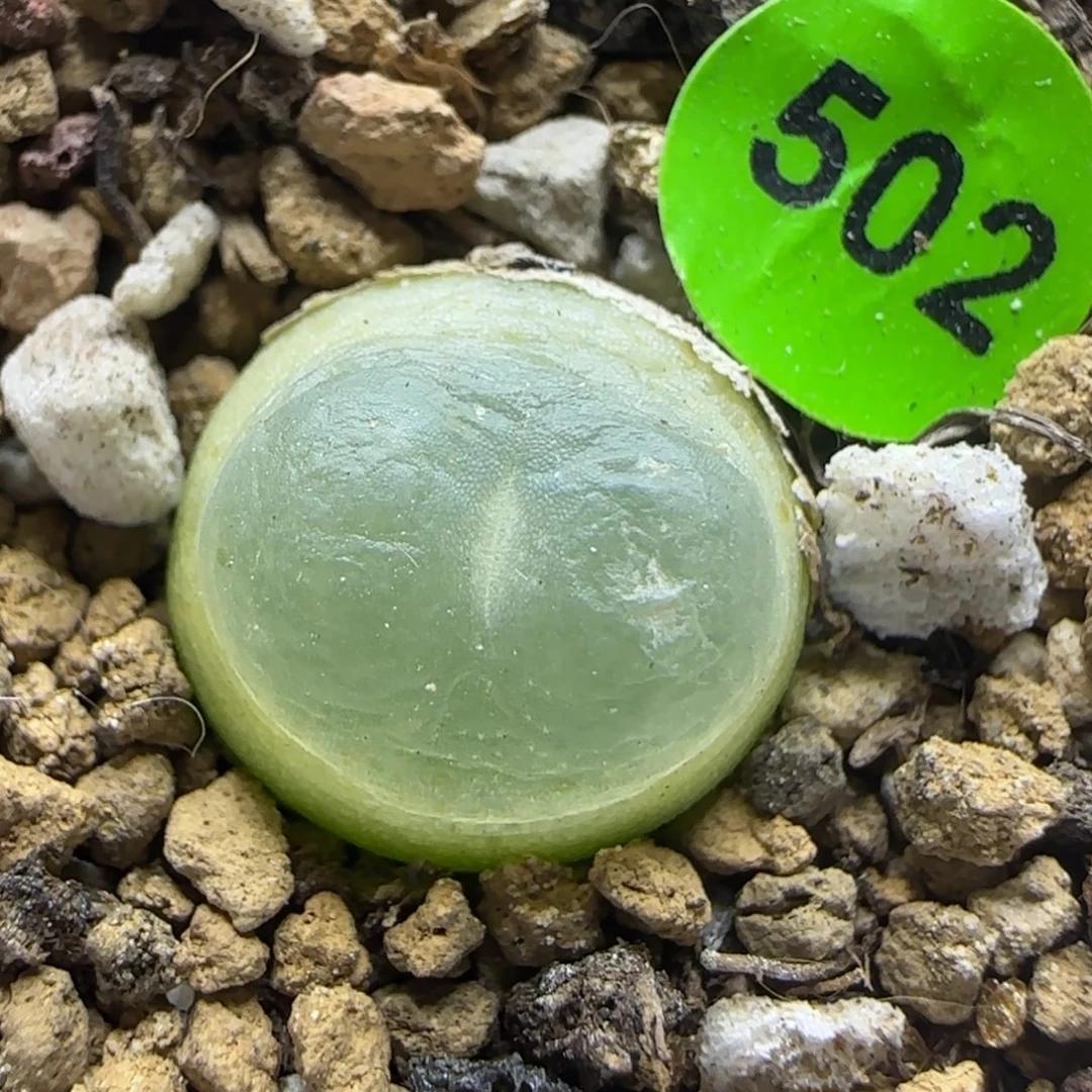 拉登1.4+多肉植物502