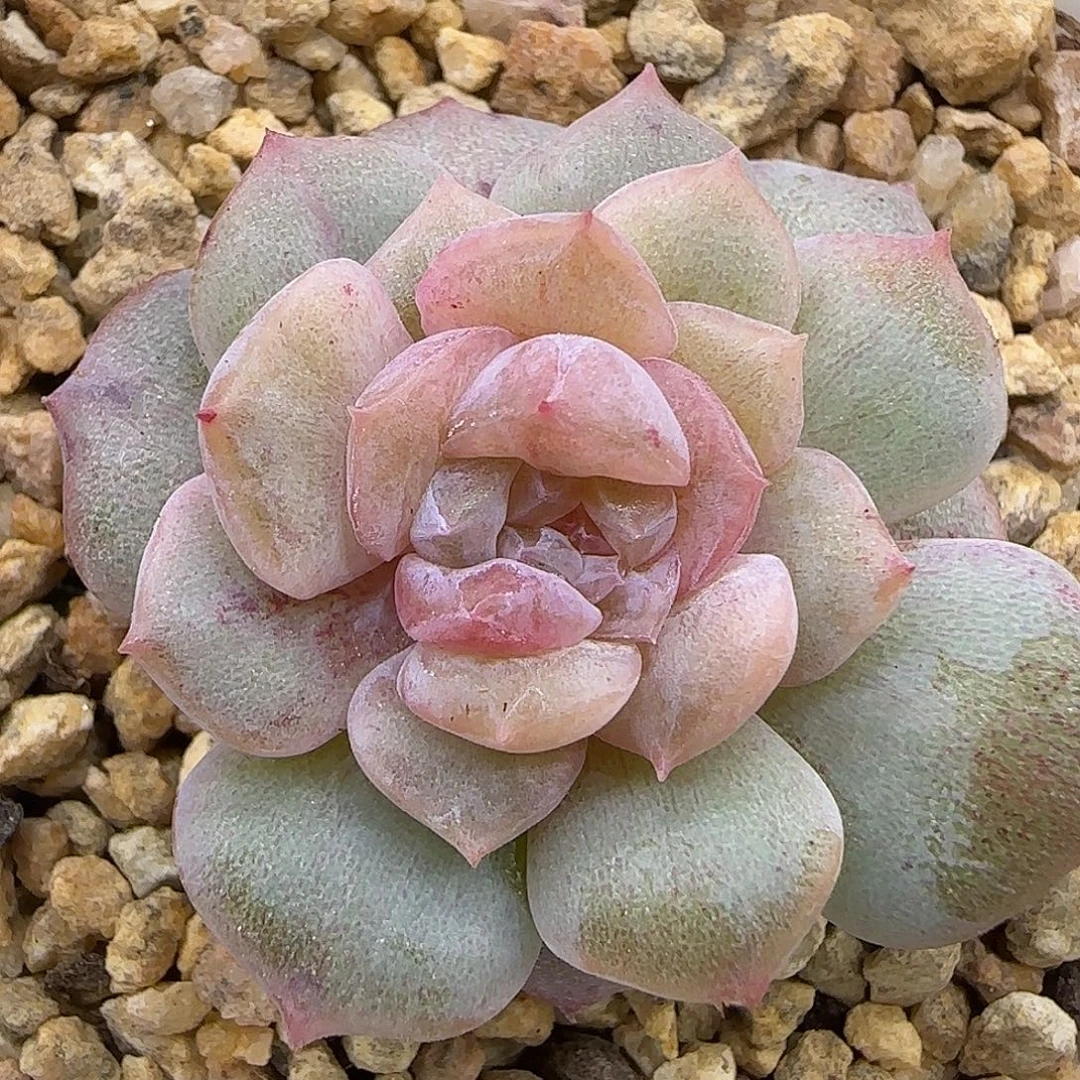 129糖心石化锦【满29包邮非偏远】