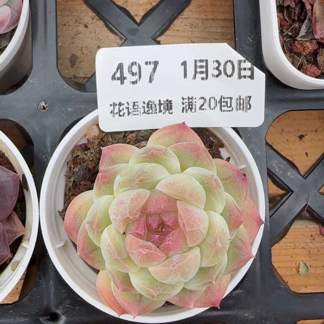 花语逸镜0130-497