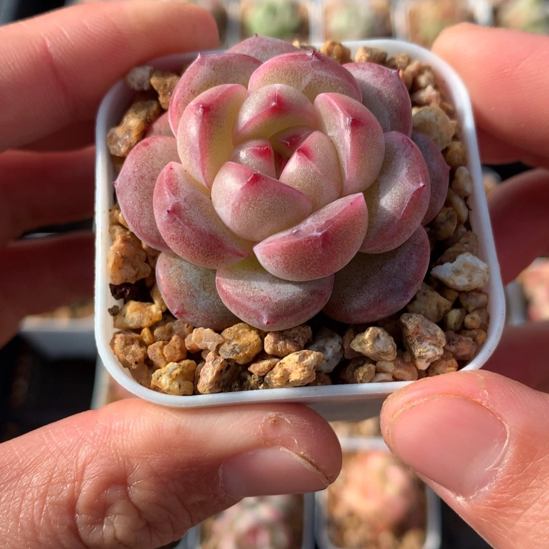 包子麦秆杂珍妮。     爱情。 23号