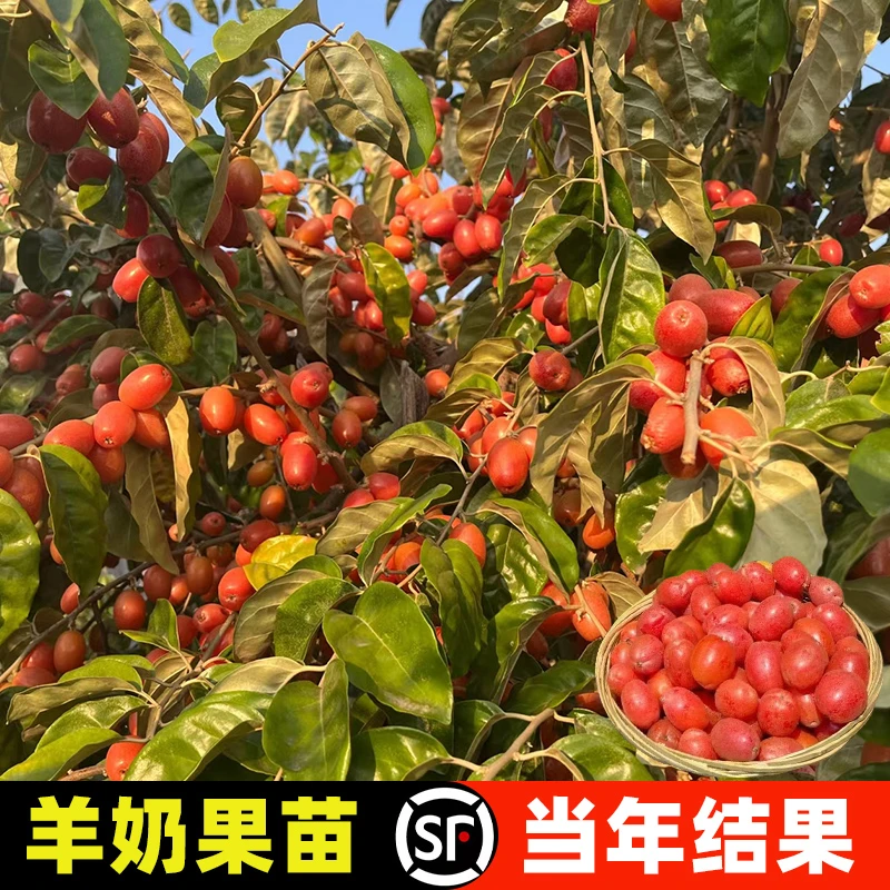羊奶果树果苗德甜二号嫁接苗当年结果特大种苗盆栽南北方四季种植