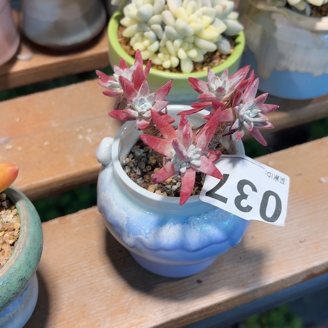白菊多肉带盆特价037